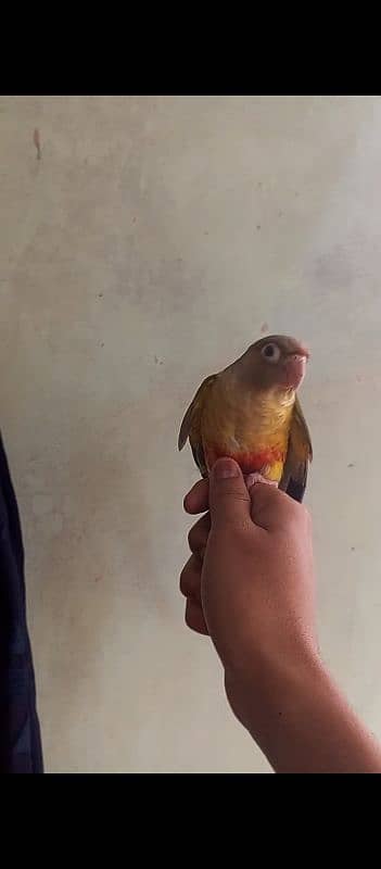 Handtame Conure For Sale 0