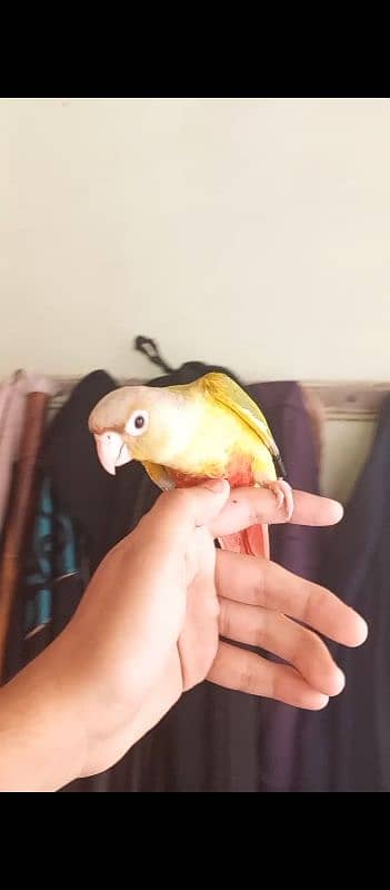 Handtame Conure For Sale 1