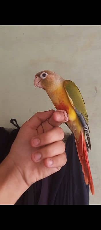 Handtame Conure For Sale 2