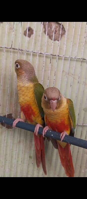 Handtame Conure For Sale 3