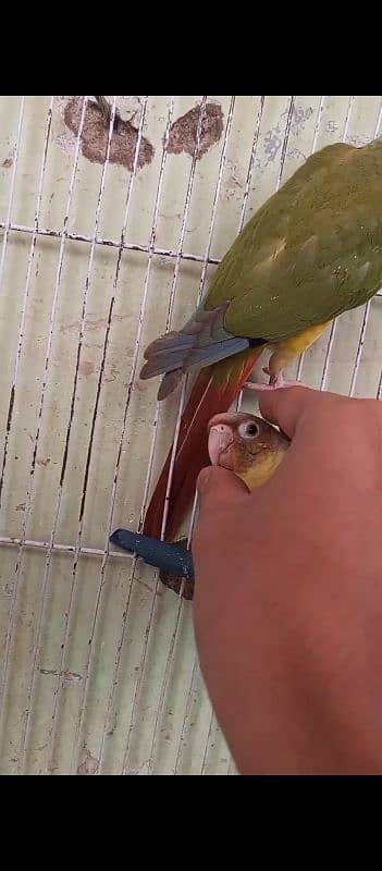 Handtame Conure For Sale 4