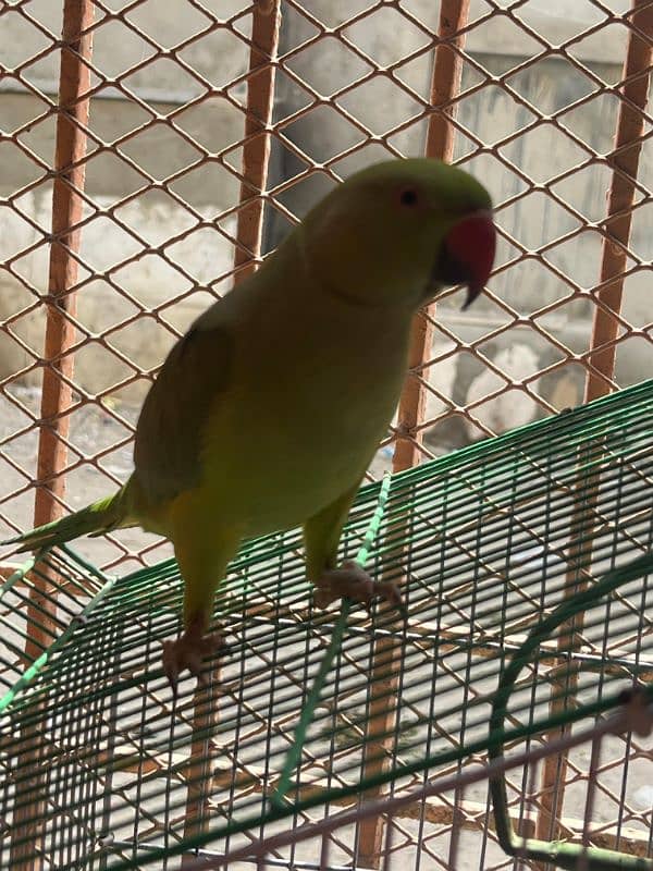 green ringneck 7