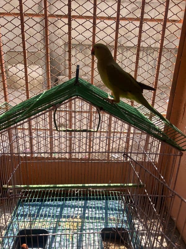 green ringneck 8