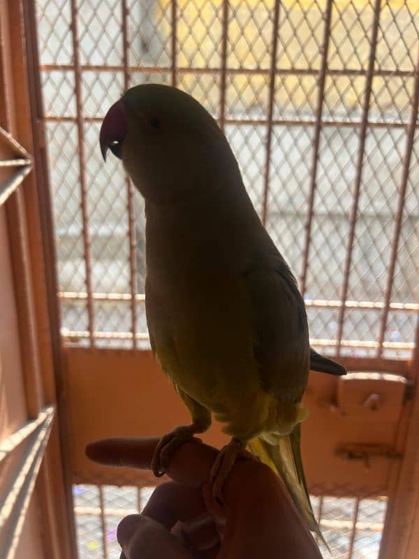 green ringneck 10