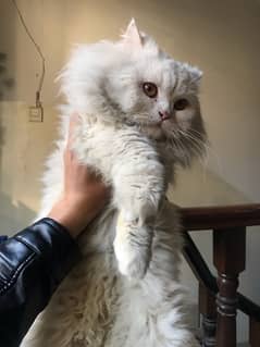 Persian Cat For sale