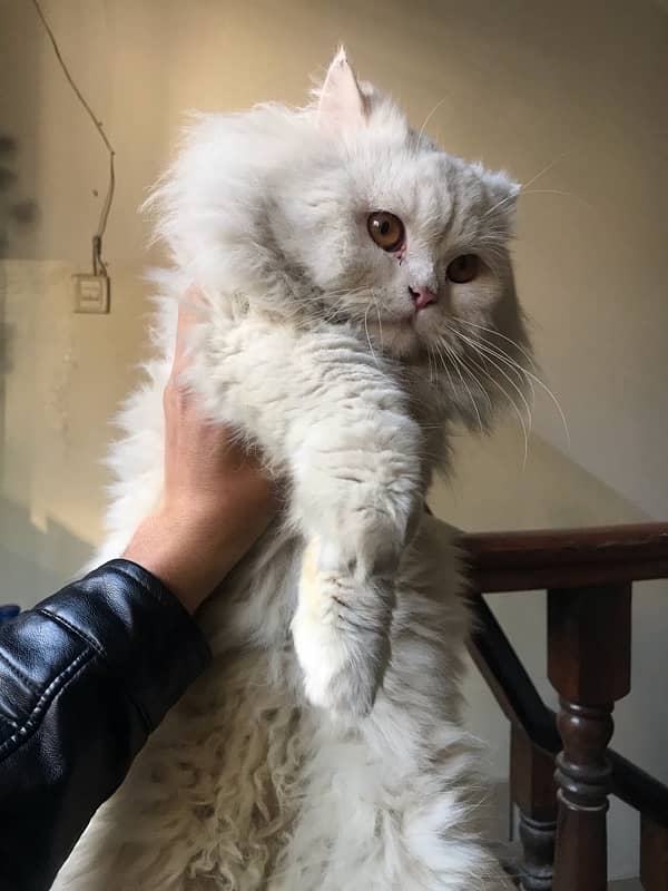 Persian Cat For sale 0