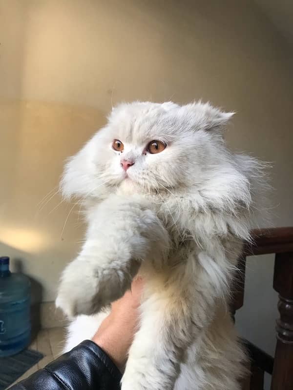 Persian Cat For sale 1