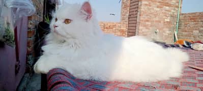 Persian male