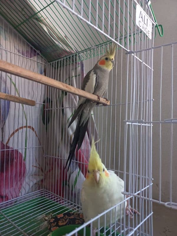 COCKATIEL PAIR 1