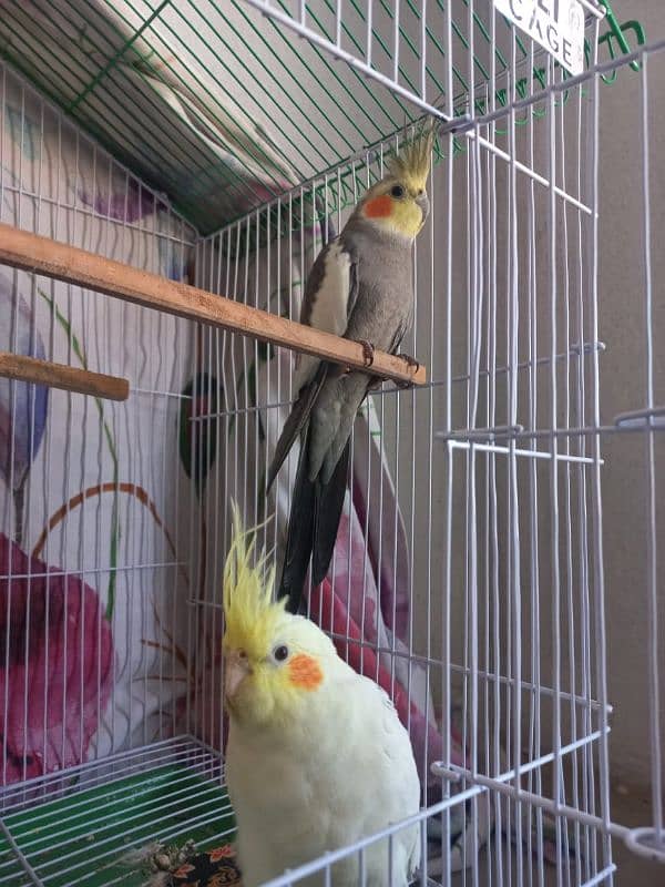 COCKATIEL PAIR 4