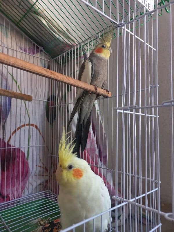 COCKATIEL PAIR 5