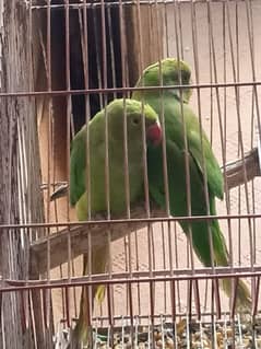 green ring neck parrot