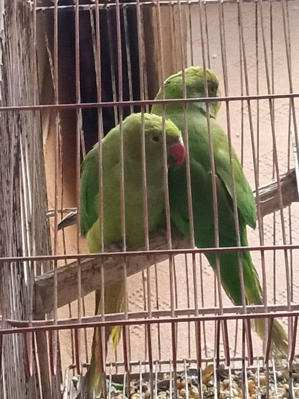 green ring neck parrot 0