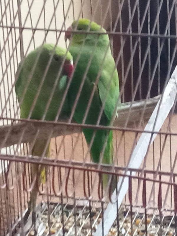 green ring neck parrot 1