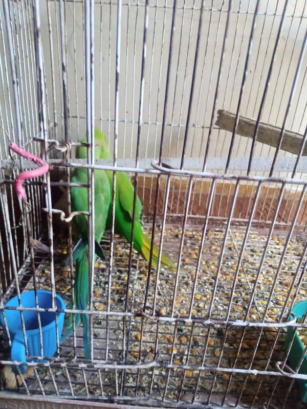 green ring neck parrot 2