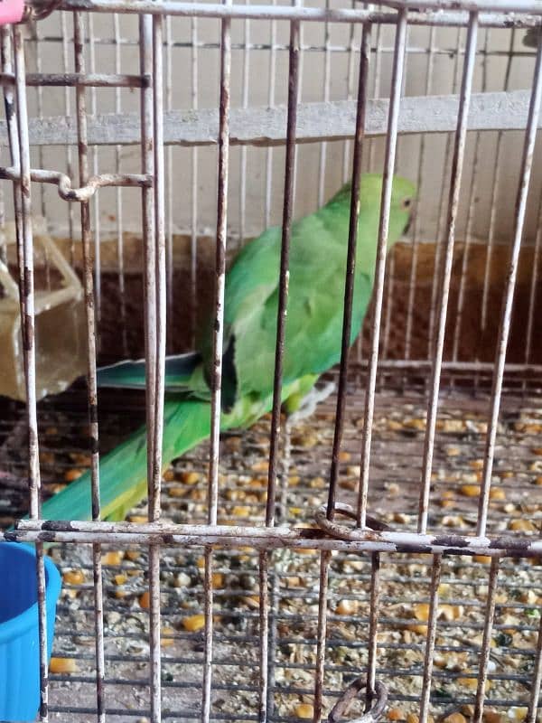 green ring neck parrot 3