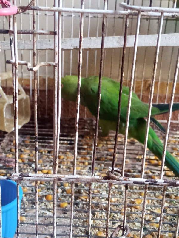 green ring neck parrot 4