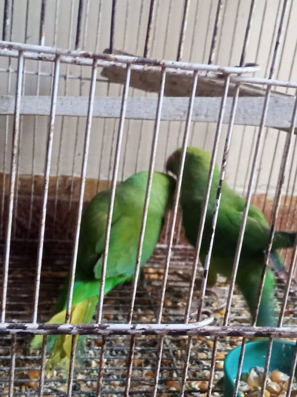 green ring neck parrot 6