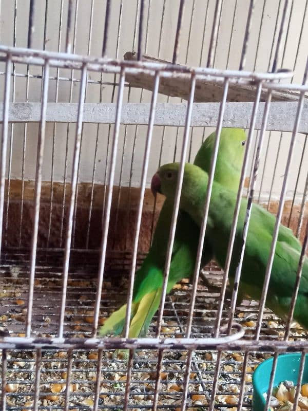 green ring neck parrot 7