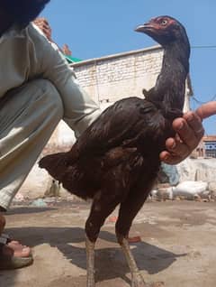 aseel black hen home breed