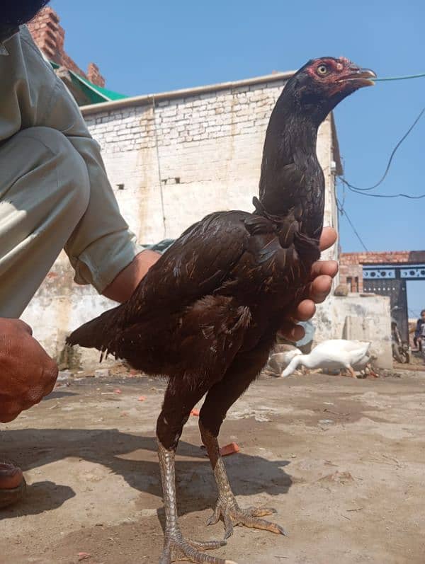 aseel black hen home breed 1