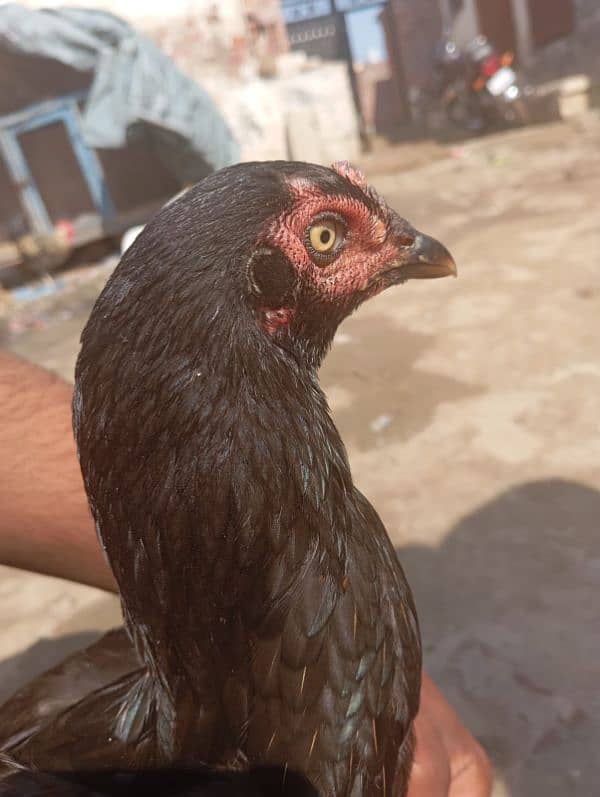 aseel black hen home breed 4