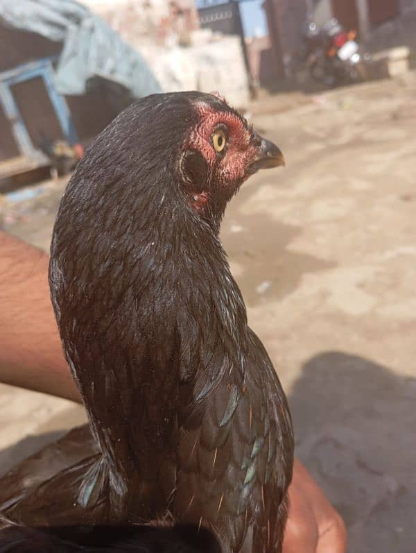 aseel black hen home breed 5