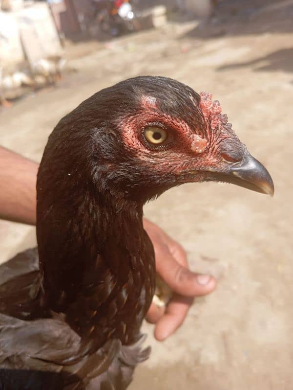 aseel black hen home breed 7