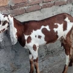 Desi dudhe Wali bakri for sale