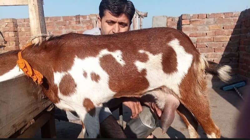 Desi dudhe Wali bakri for sale 1