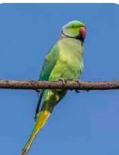 Green parrot male