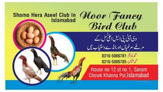 Aseel Heera | aseel Mianwali | aseel eggs | aseel chicks