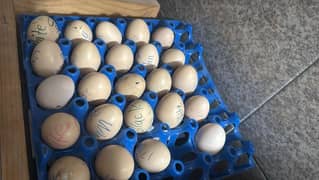 Aseel Heera | aseel Mianwali | aseel eggs | aseel chicks