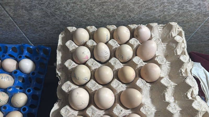 Aseel Heera | aseel Mianwali | aseel eggs | aseel chicks 13