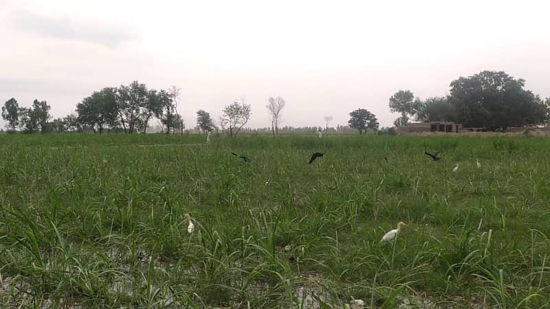 Ideal 2 Acre Land For Sale at Samundri Road Faisalabad (Best For Farmhouse & Farming) 1