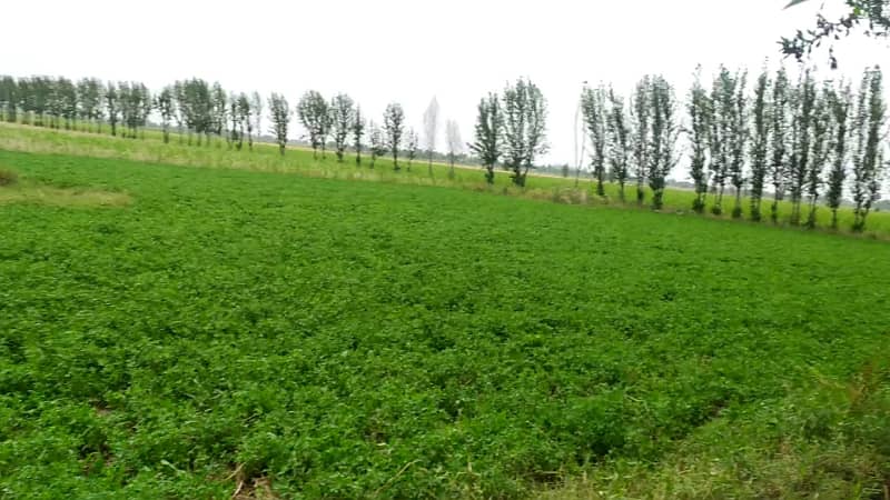 Ideal 2 Acre Land For Sale at Samundri Road Faisalabad (Best For Farmhouse & Farming) 5