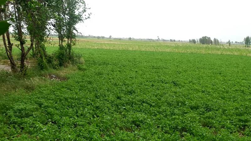 Ideal 2 Acre Land For Sale at Samundri Road Faisalabad (Best For Farmhouse & Farming) 6