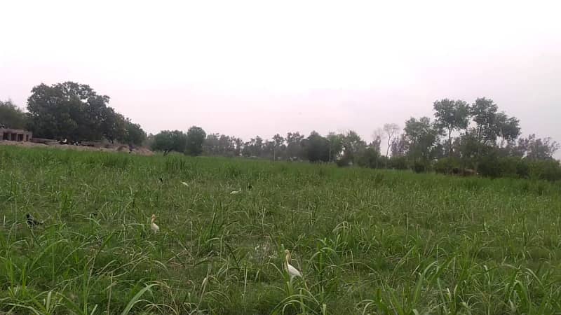 Ideal 2 Acre Land For Sale at Samundri Road Faisalabad (Best For Farmhouse & Farming) 8