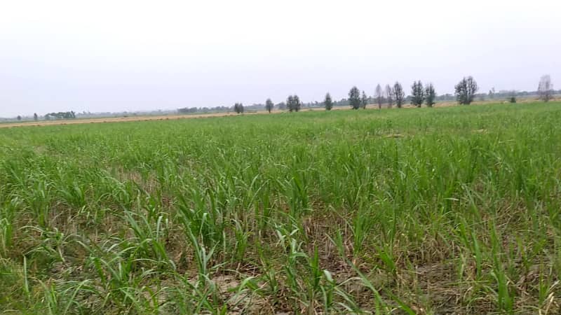 Ideal 2 Acre Land For Sale at Samundri Road Faisalabad (Best For Farmhouse & Farming) 9