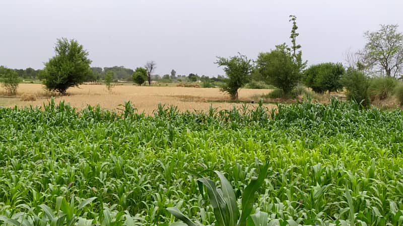 Ideal 2 Acre Land For Sale at Samundri Road Faisalabad (Best For Farmhouse & Farming) 10