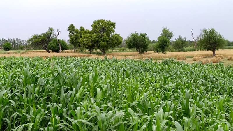 Ideal 2 Acre Land For Sale at Samundri Road Faisalabad (Best For Farmhouse & Farming) 12