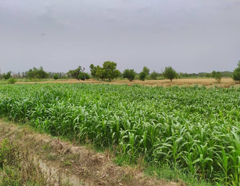 Ideal 2 Acre Land For Sale at Samundri Road Faisalabad (Best For Farmhouse & Farming) 13