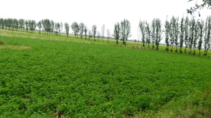 Ideal 2 Acre Land For Sale at Samundri Road Faisalabad (Best For Farmhouse & Farming) 14