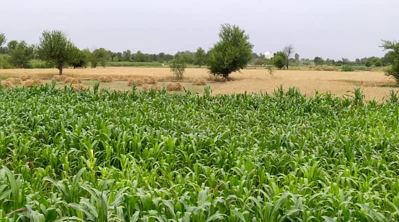 Ideal 2 Acre Land For Sale at Samundri Road Faisalabad (Best For Farmhouse & Farming) 16