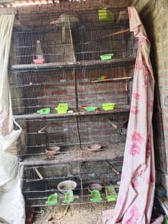 cage and birds for sale