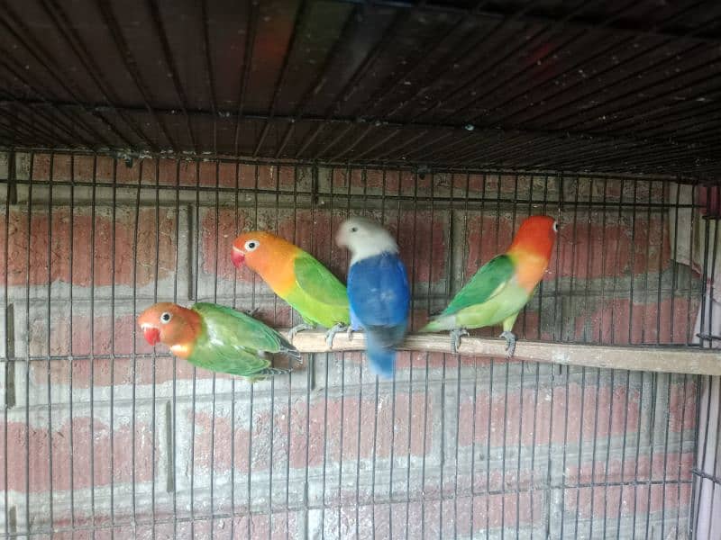 cage and birds for sale 2