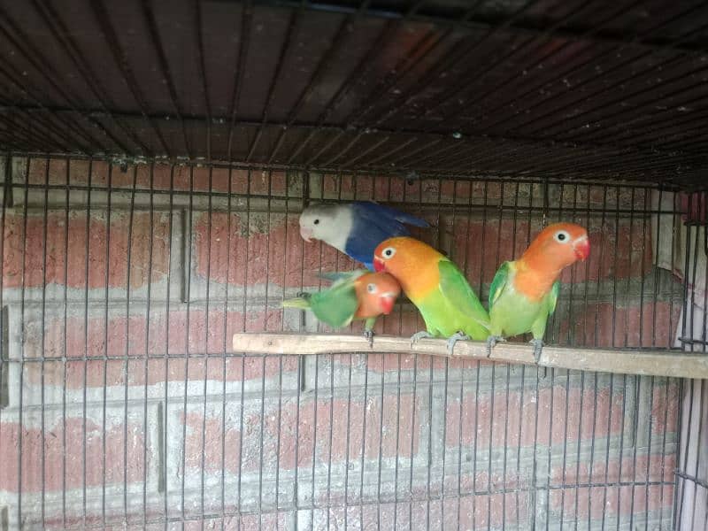 cage and birds for sale 3