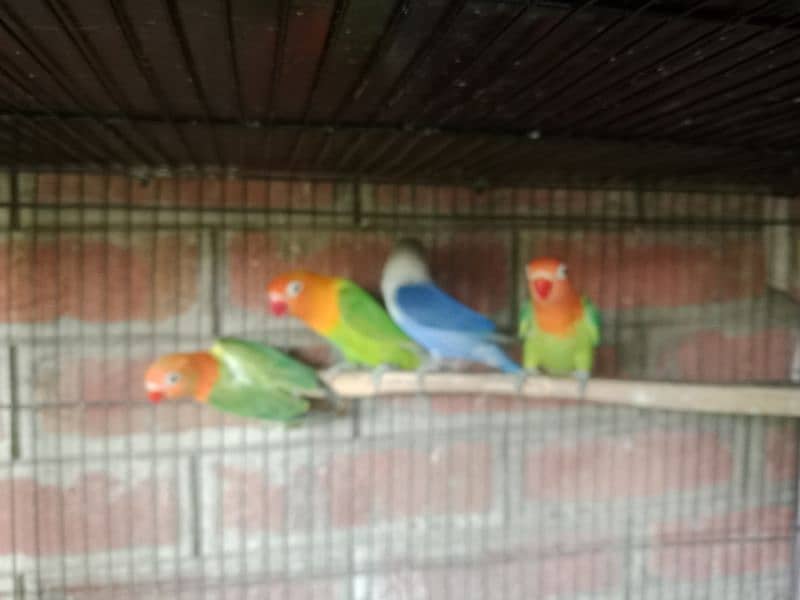 cage and birds for sale 4