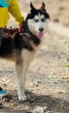 husky 4 month age