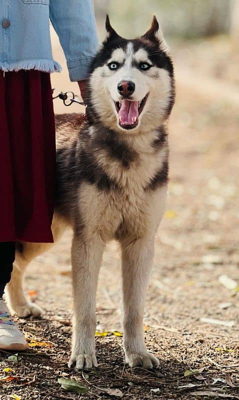 husky 4 month age 1